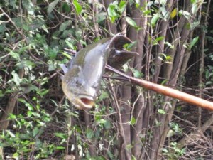Dinner is ready to be cooked in the Amazon