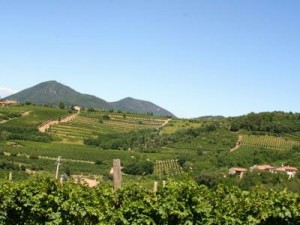 Vineyards in the Colli Berici Wine Zone - Italy Wine Tours