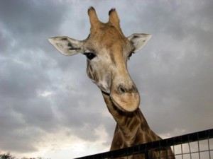 Up close with a giraffe