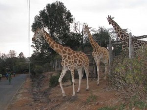 Giraffe crossing the road at Giraffe Manor in Kenya