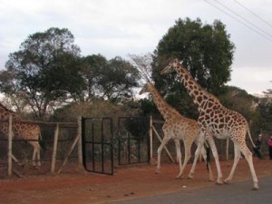 Giraffes crossing the road