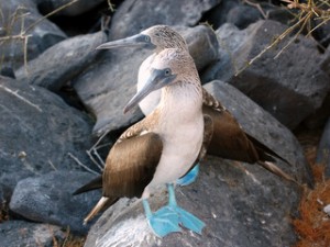 Blue footed boobies on the Galapagos Islands