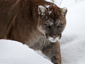 Wildlife watching: cougar roaming in Canada