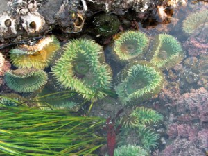 Ecotourism - a tidepool full of life