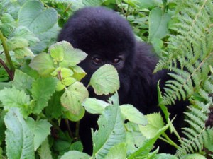 Who's watching who, gorilla toddler playing peek-a-boo