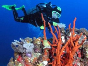 Scuba diving the Great Mayan Reef