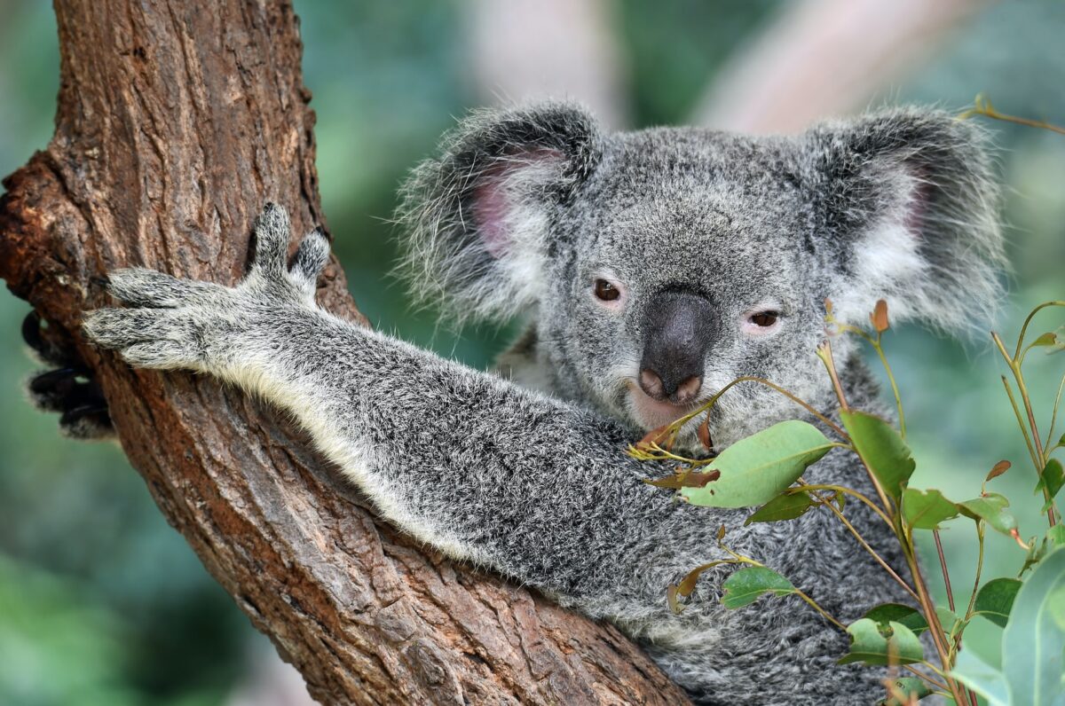 Australia Adventure Koalas