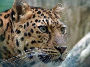 The majestic amur leopard