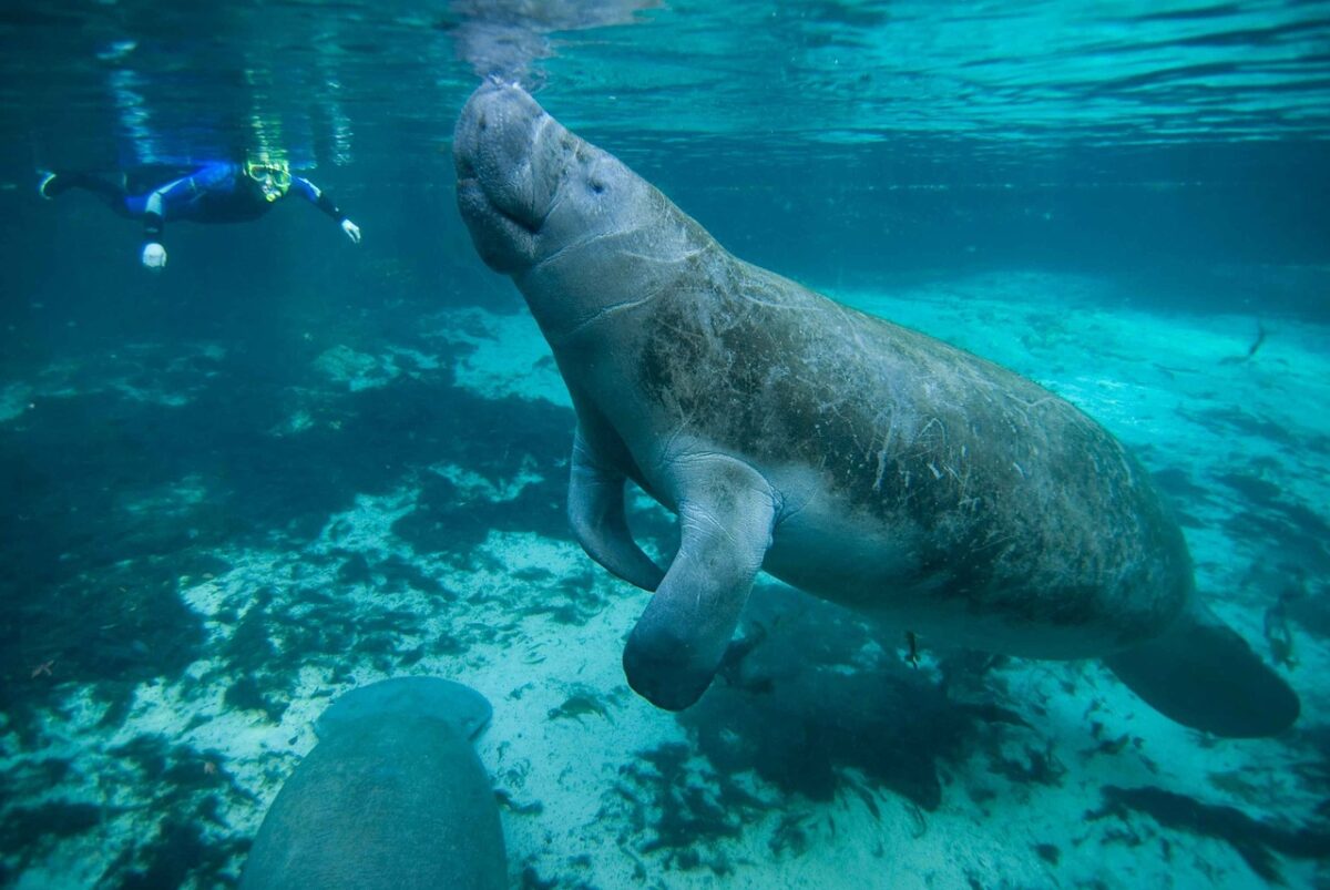 Florida Adventure - Swimming With A Manatee