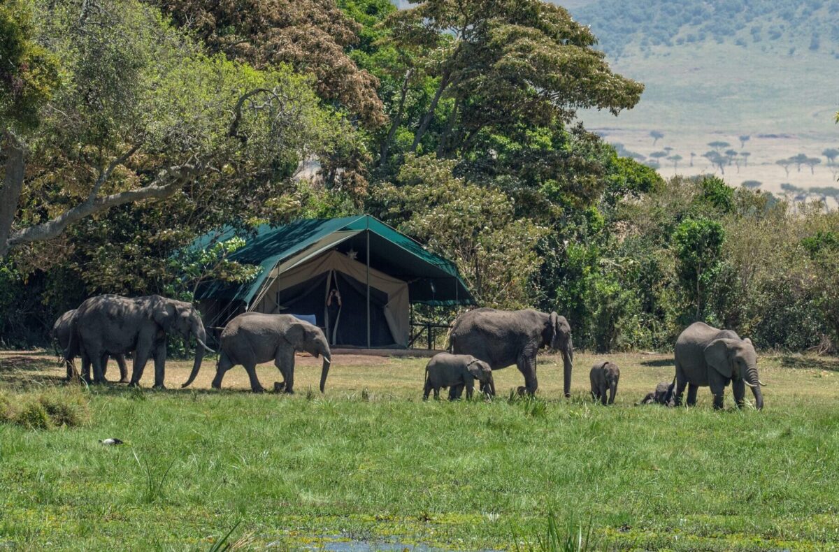 Safari Adventure - Little Governors Camp, Kenya
